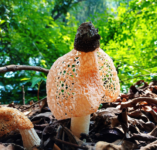 Phallus luteus