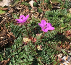 Erodium cicutarium