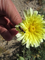 Eupompha elegans perpulchra