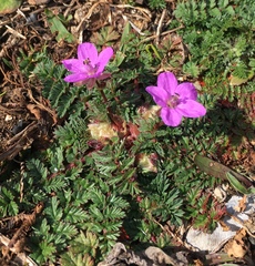 Erodium cicutarium
