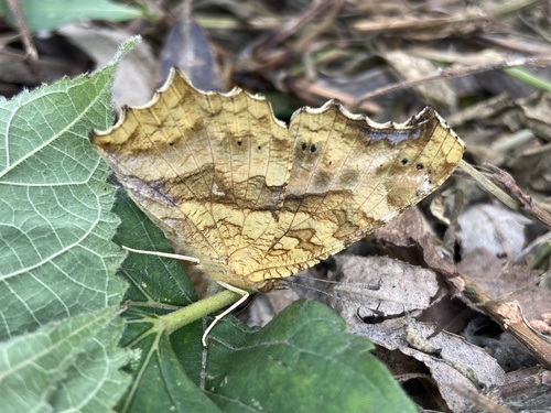 Asian Comma