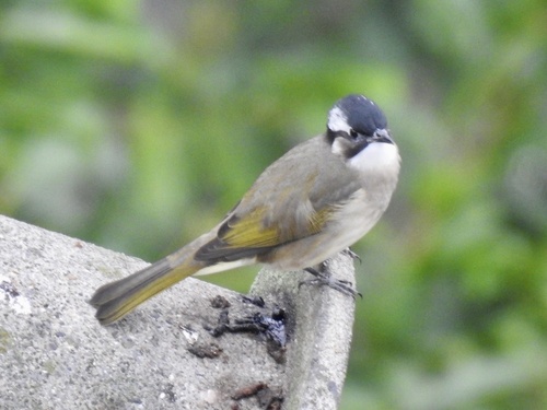 Light-vented Bulbul