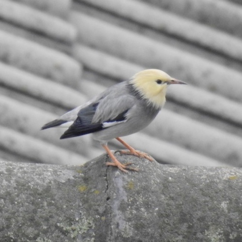 Red-billed Starling