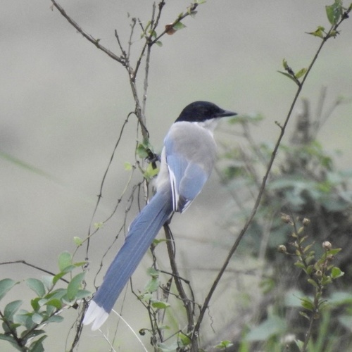 Azure-winged Magpie