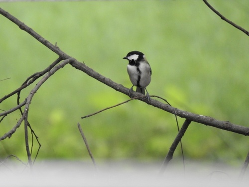 Asian Tit