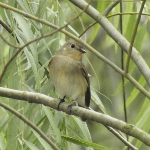 Taiga Flycatcher
