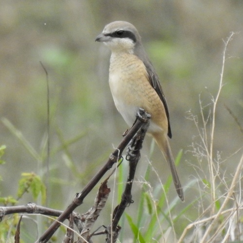 Brown Shrike