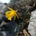 Narcissus pseudonarcissus provincialis - Photo (c) nat_genova, algunos derechos reservados (CC BY-NC), subido por nat_genova