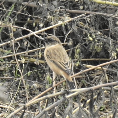 Amur Stonechat