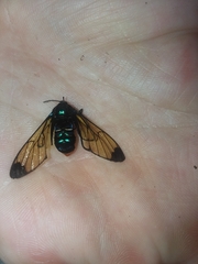 Gymnelia salvini