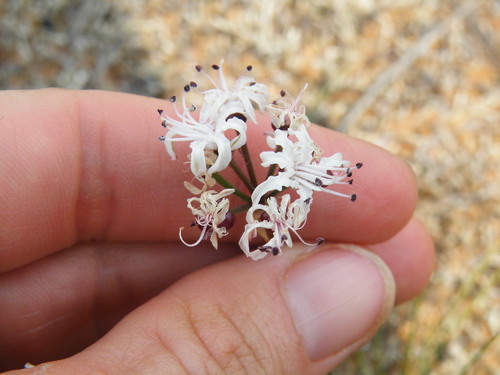 Nerine rehmannii