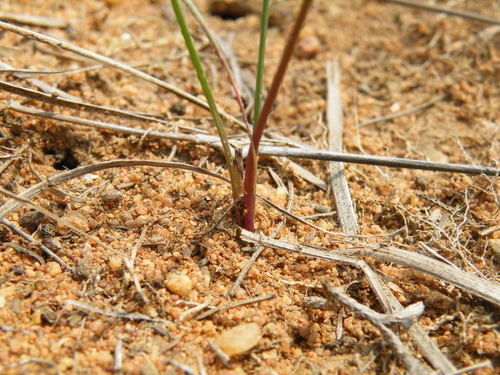Nerine rehmannii