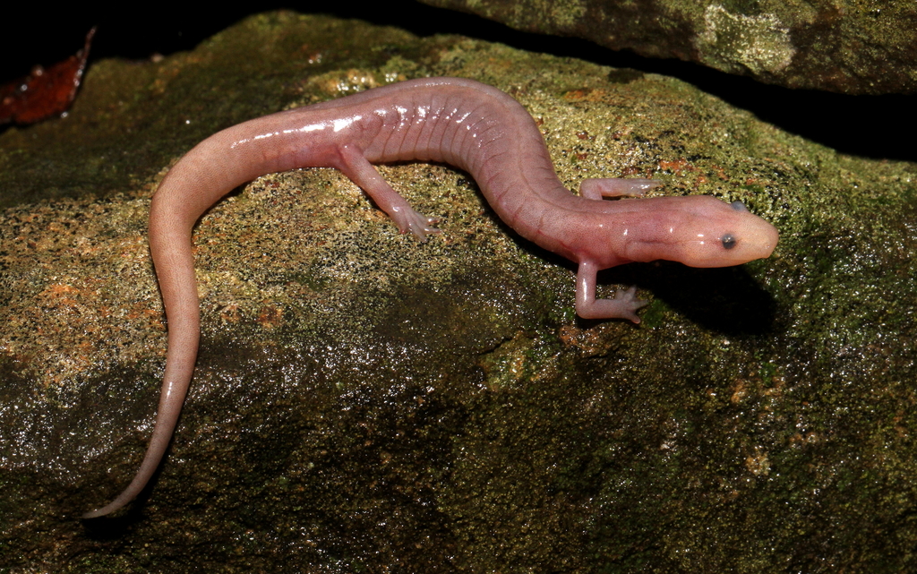 Grotto Salamander