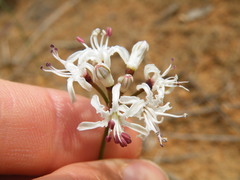 Nerine rehmannii