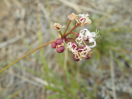 Nerine rehmannii