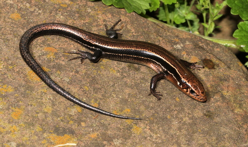 Coal Skink