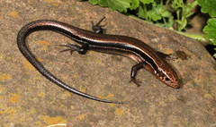 Coal Skink photo 5