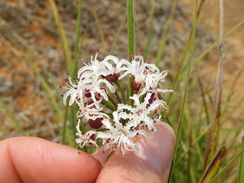 Image of Nerine rehmannii by (c) Antoinette Eyssell Knox, some rights reserved (CC BY-SA)