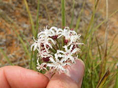 Nerine rehmannii