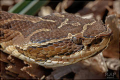 Urutu photo 3