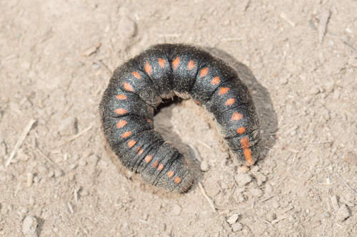 Cucullia lucifuga