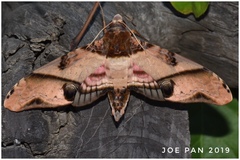 Amplypterus panopus