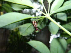 Micrathena swainsoni