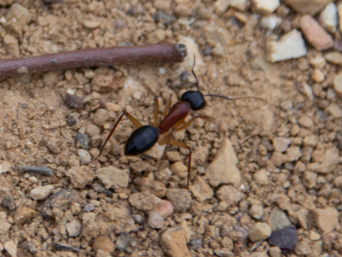Black-headed Sugar Ant photo 5
