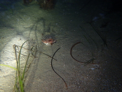 Maxillicosta scabriceps