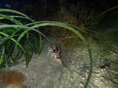 Maxillicosta scabriceps