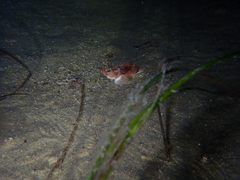 Maxillicosta scabriceps