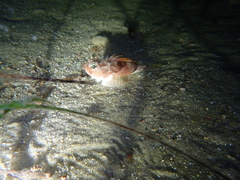 Maxillicosta scabriceps