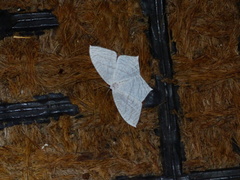 Acropteris illiturata