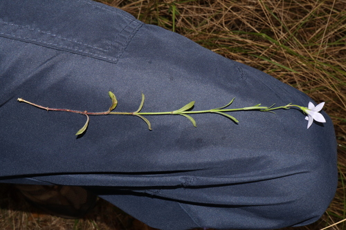 Image of Wahlenbergia stricta by (c) Thomas Mesaglio, some rights reserved (CC BY)