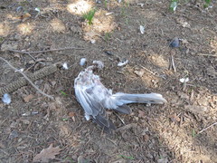 Accipiter nisus