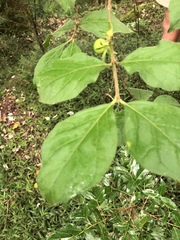 Vangueria macrocalyx
