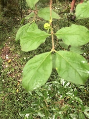 Vangueria macrocalyx