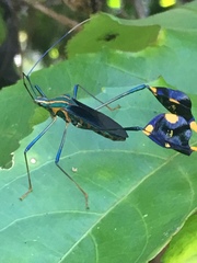 Diactor bilineatus