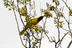 Icterus mesomelas