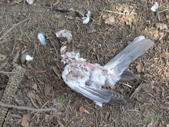 Accipiter nisus