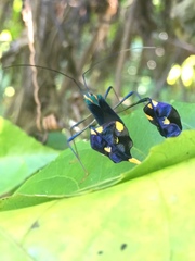 Diactor bilineatus