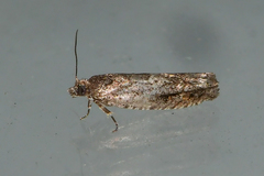 Chimoptesis