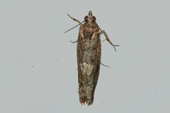 Chimoptesis