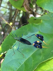 Diactor bilineatus