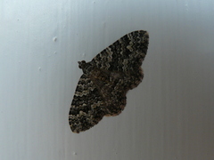 Perizoma petrogenes