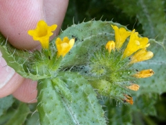 Amsinckia spectabilis