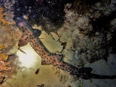 Aulohalaelurus labiosus