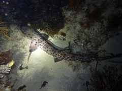 Aulohalaelurus labiosus