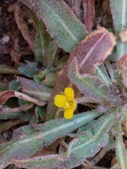 Camissoniopsis micrantha