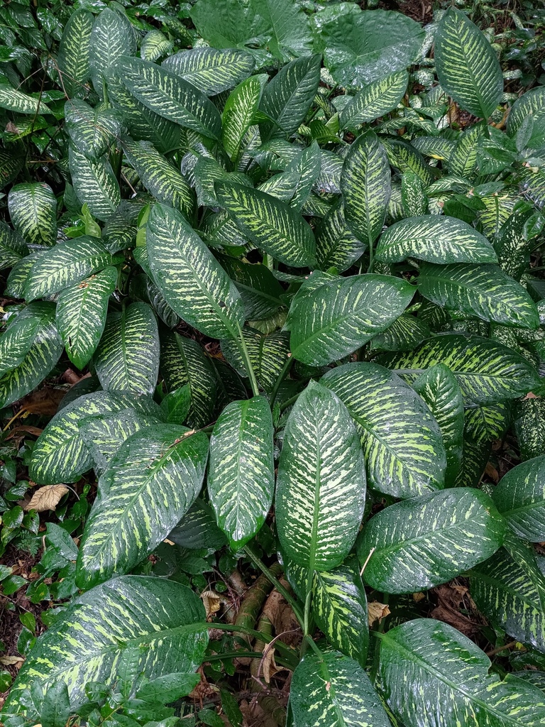 Dieffenbachia seguine
